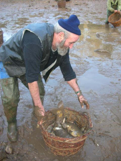 Vidange etang jean pour recuperer les carpes 006