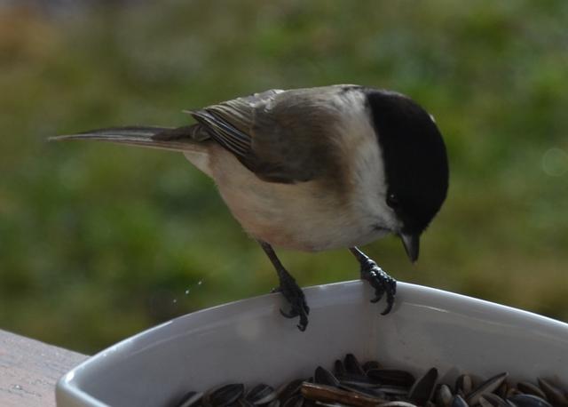 Mésange charbonnière