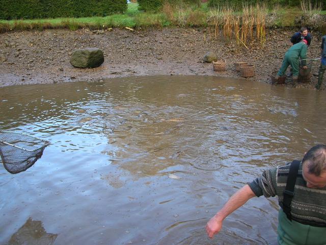 Vidange etang jean pour recuperer les carpes 003