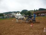 Marche d ete Cheval 011