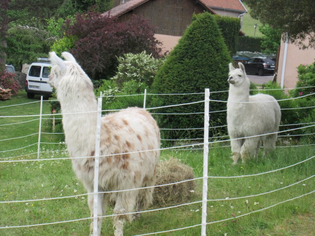 Transhumance 2019 (54) (Small)