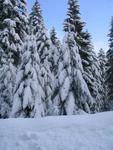 Neigedimanche 2006 050 Sapins de bord de route en allant vers Remiremont