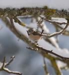 Claudine neige 2013 039