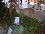 Marche d ete chasse 016