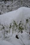 neige 2015 003 (Small)