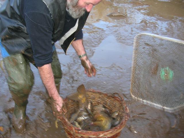 Vidange etang jean pour recuperer les carpes 005