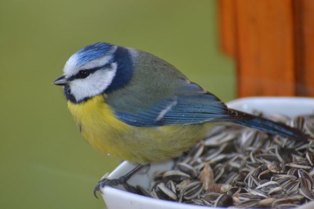 Mésange bleue