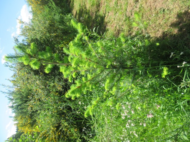 Une figue dans le poirier jardin (27) (Small)