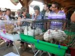 Marche d ete Ferme 013