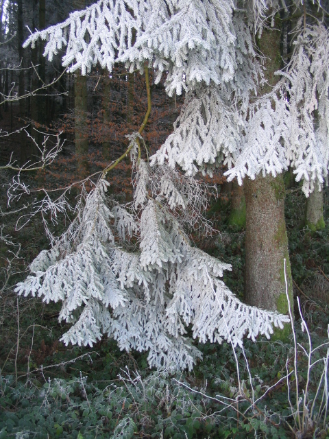 givre 08 12 2004 002