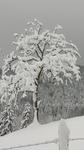 neige 2015 012 (Small)