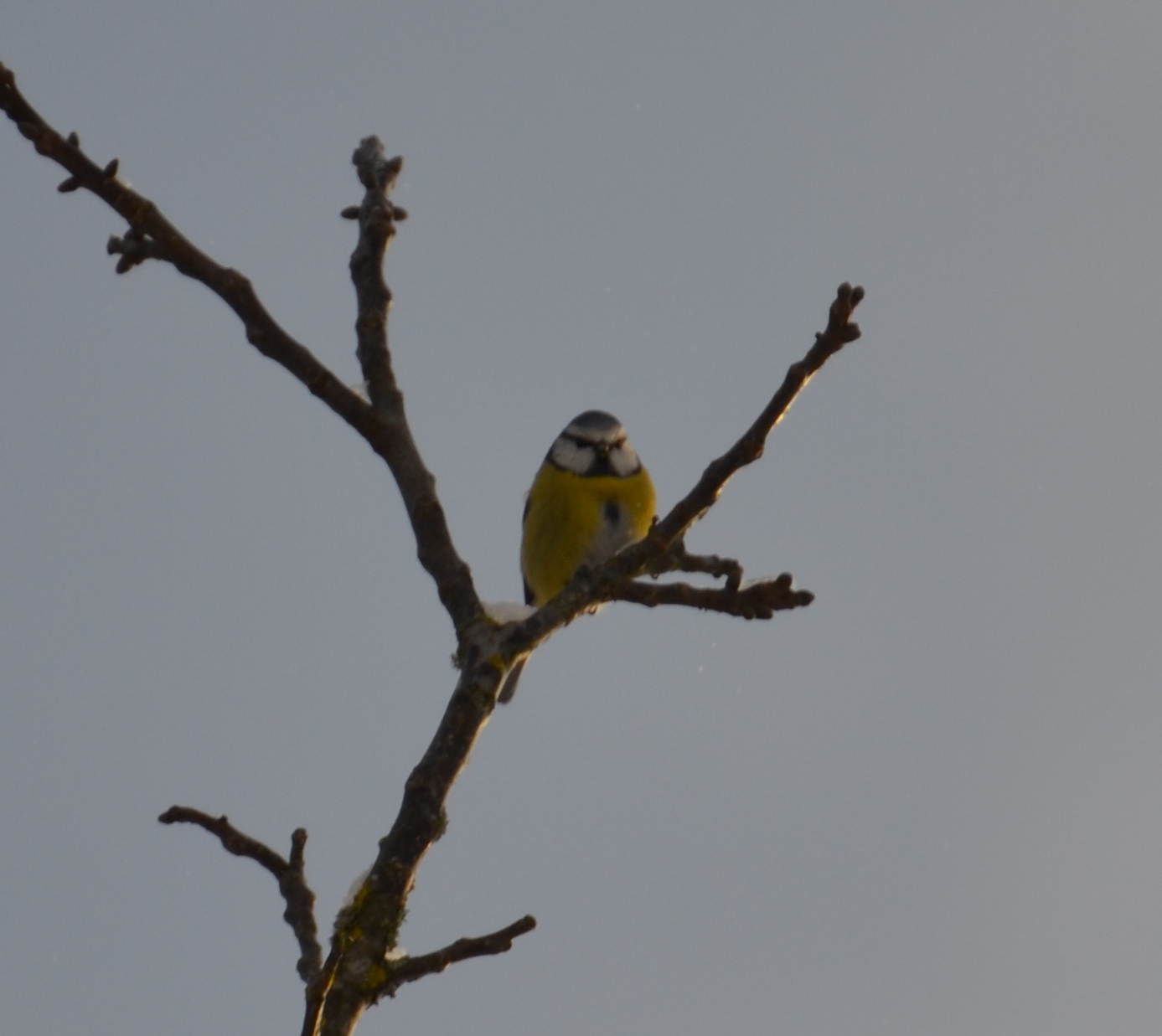 Claudine neige 2013 040