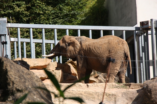 Amneville et dernier marche Agnes 2013 096