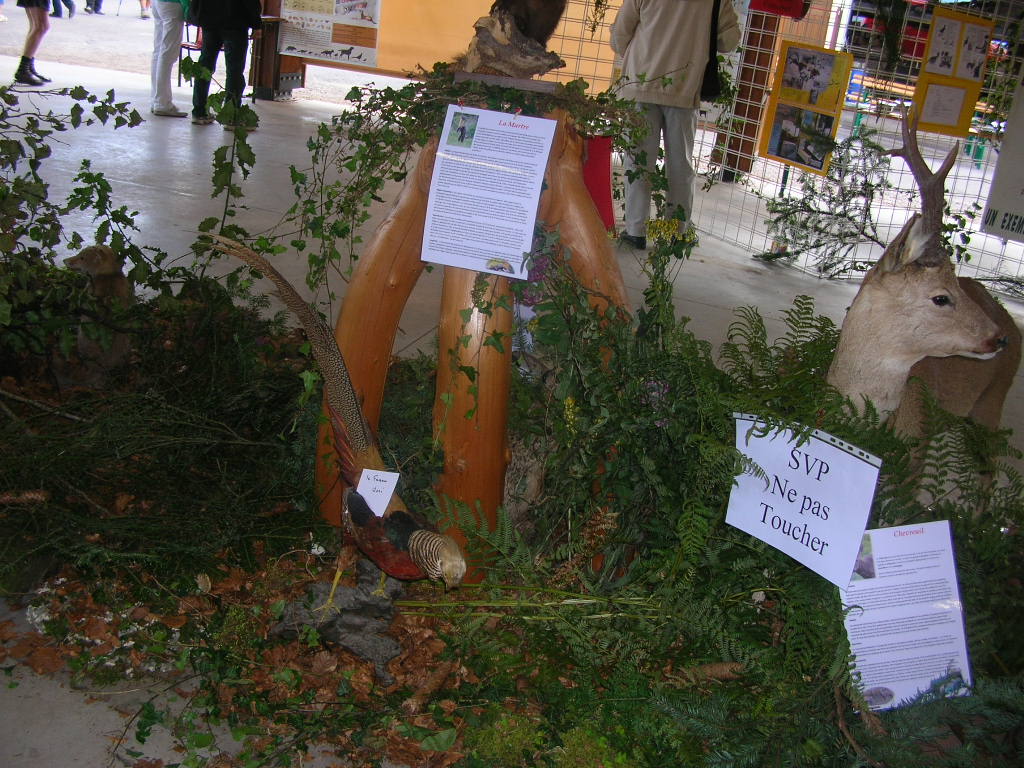 Marche d ete chasse 017