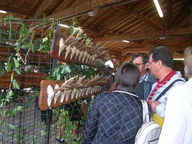 Marche d ete chasse 025