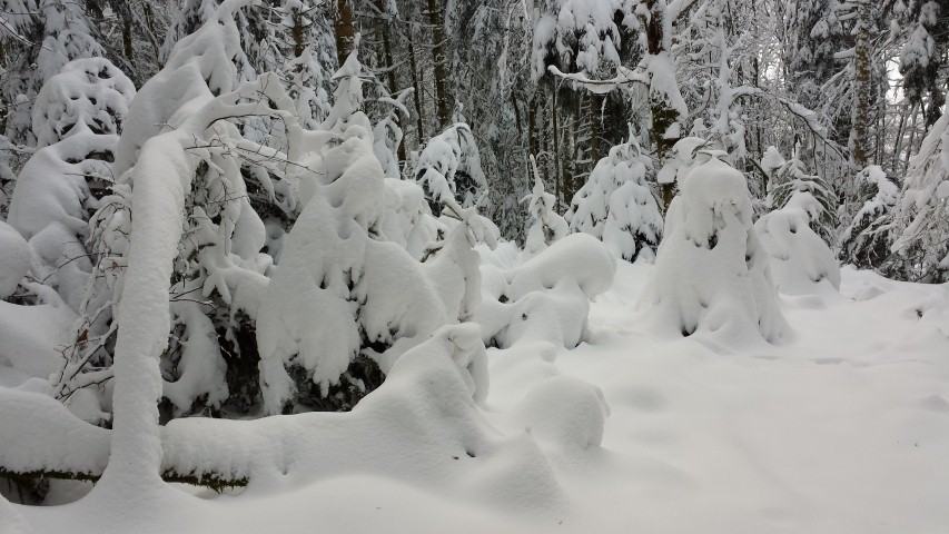 Neige Claudine 3 016 (Small)