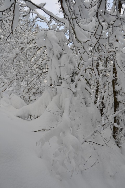 Neige Claudine 3 035 (Small)