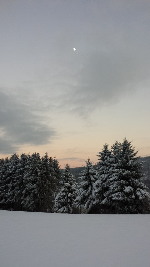 Neige Claudine 3 038 (Small)