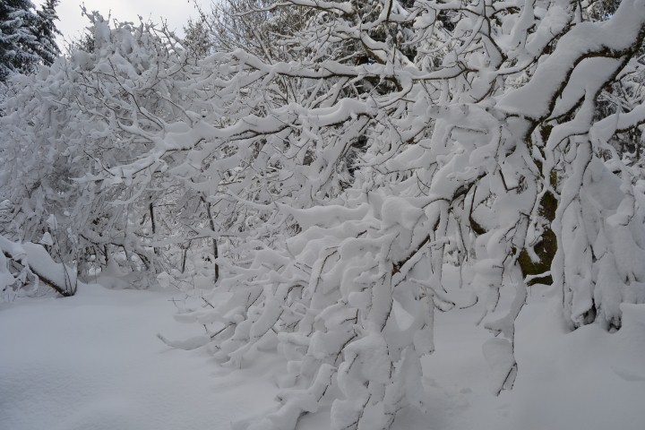 Neige Claudine 3 039 (Small)