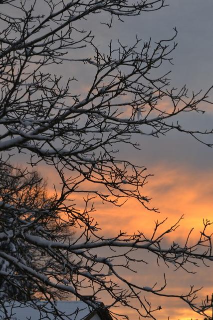 Neige Claudine 3 065 (Small)