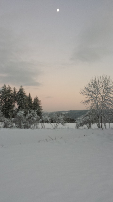 Neige Claudine 3 041 (Small)