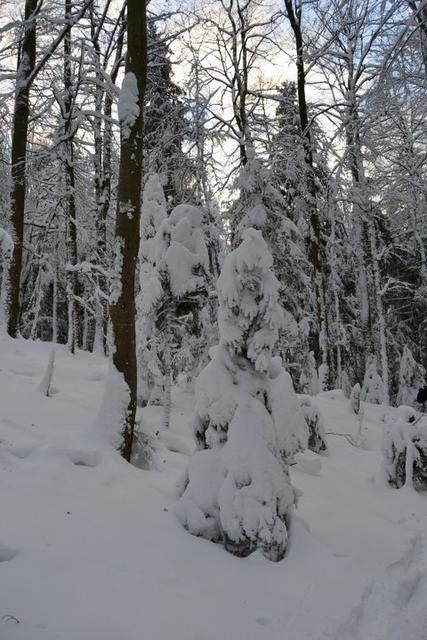 Neige Claudine 3 042 (Small)