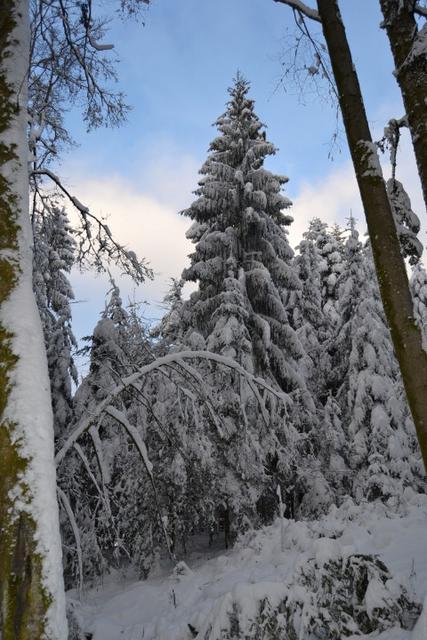 Neige Claudine 3 043 (Small)