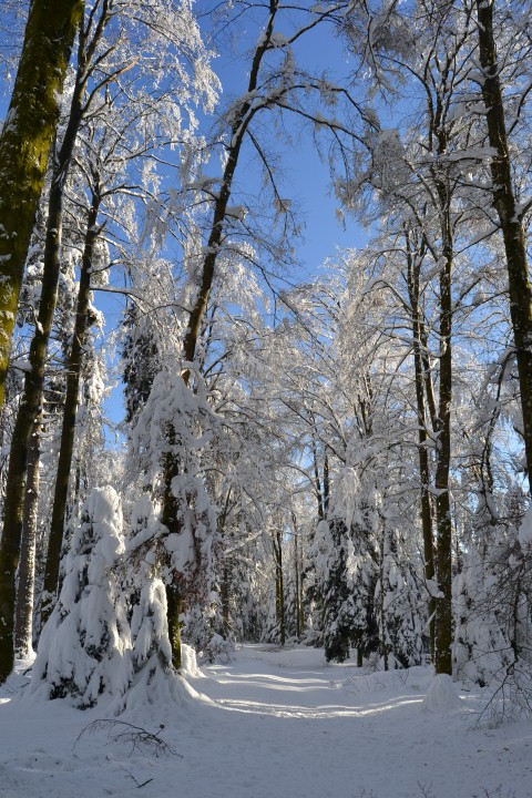 Neige Claudine fevrier 2015 010 (Small)