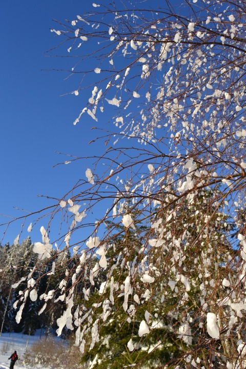 Neige Claudine fevrier 2015 022 (Small)