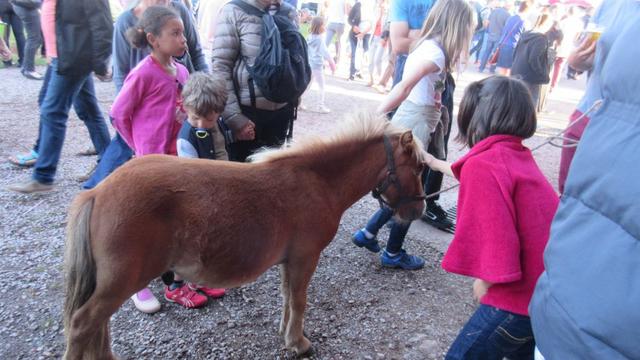 7 Marche d ete Mongolie 039 (Small)