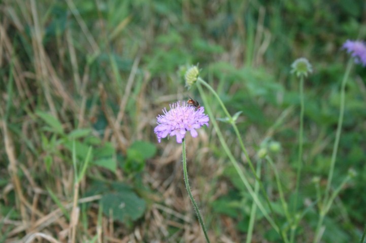 brune nuit dropt 051 (Personnalisé) (Small)