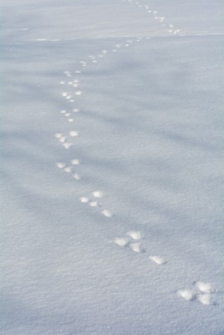 Claudine 2019 (22) (Small)