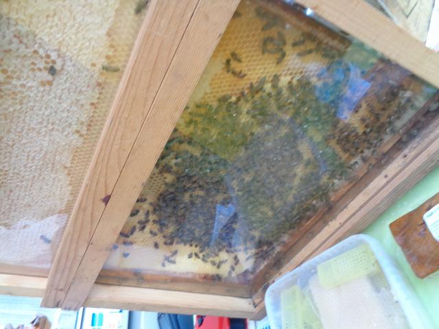 5 Marché d ete Bluet11.resized