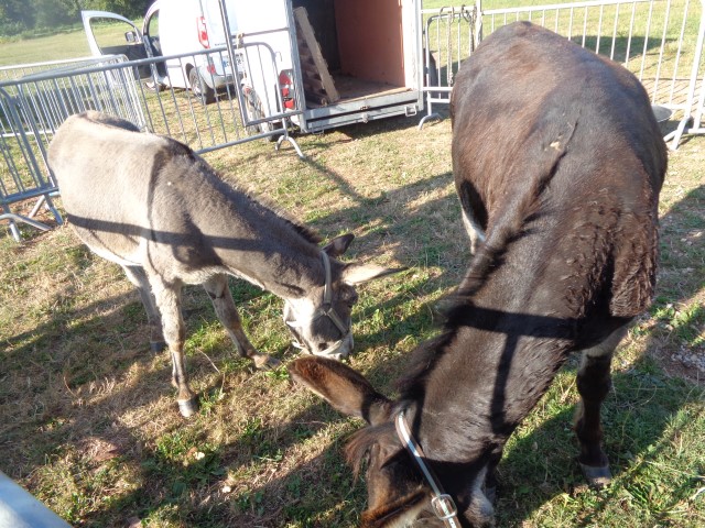 9 marche d ete animaux de la ferme (50) (Small)