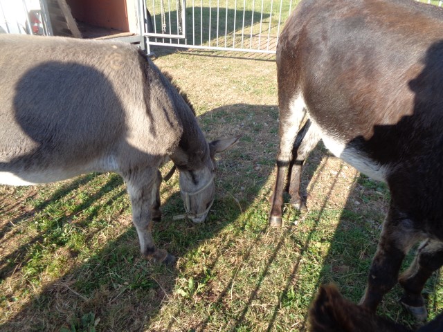 9 marche d ete animaux de la ferme (51) (Small)