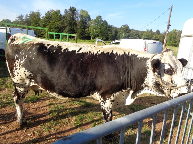 9 marche d ete animaux de la ferme (53) (Small)