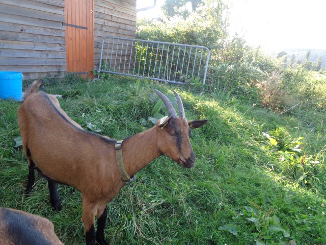 9 marche d ete animaux de la ferme (56) (Small)