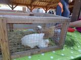 9 marche d ete animaux de la ferme (64) (Small)