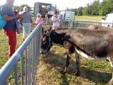 9 marche d ete animaux de la ferme (65) (Small)