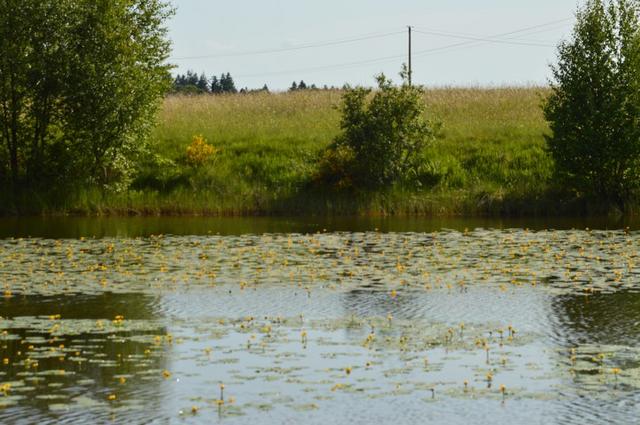 Marche Populaire 31 mai 2025C Schmidlin (28) (Small)