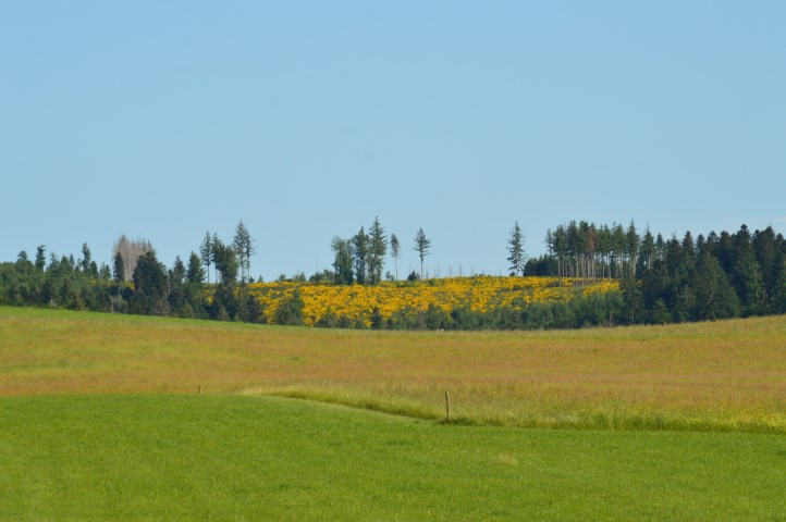 Marche Populaire 31 mai 2025C Schmidlin (29) (Small)
