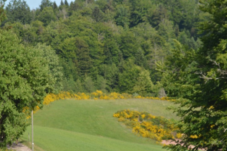 Marche Populaire 31 mai 2025C Schmidlin (34) (Small)