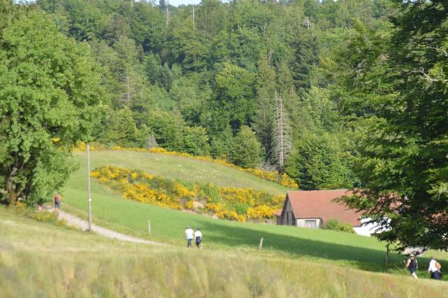 Marche Populaire 31 mai 2025C Schmidlin (35) (Small)