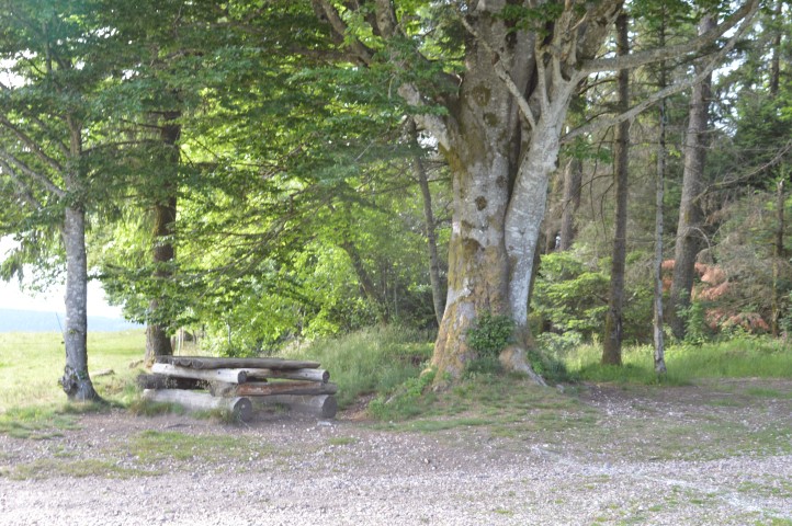 Marche Populaire 31 mai 2025C Schmidlin (41) (Small)