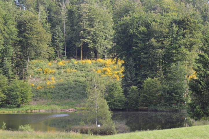 Marche Populaire 31 mai 2025C Schmidlin (43) (Small)