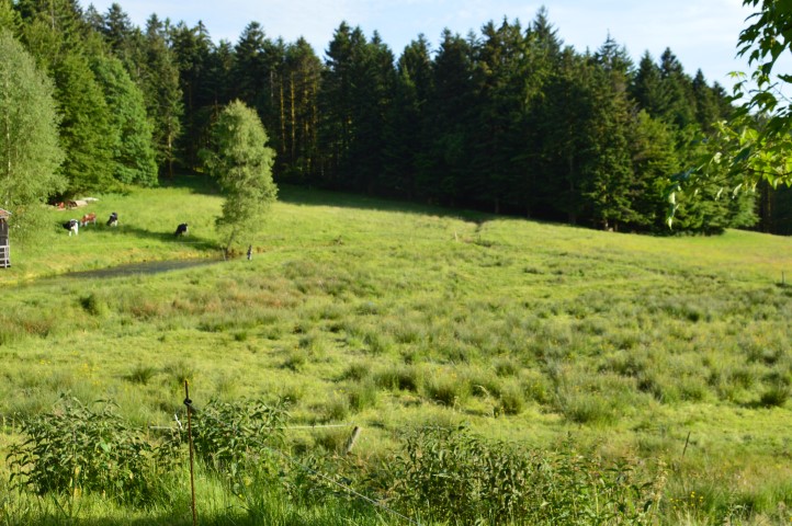 Marche Populaire 31 mai 2025C Schmidlin (55) (Small)