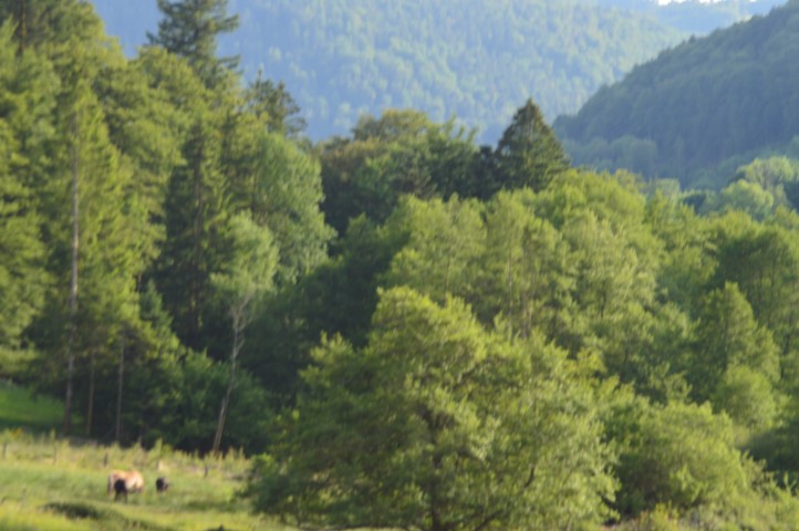 Marche Populaire 31 mai 2025C Schmidlin (57) (Small)