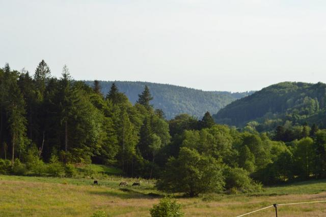 Marche Populaire 31 mai 2025C Schmidlin (58) (Small)