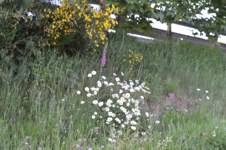 Marche Populaire 31 mai 2025C Schmidlin (62) (Small)