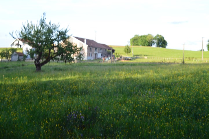 Marche Populaire 31 mai 2025C Schmidlin (69) (Small)